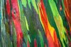 Rainbow Eucalyptus, Arenal Volcano National Park, Alajuela Province, Costa Rica Art Print